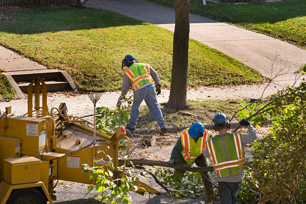 Best Tree Maintenance Programs  in Crafton, PA